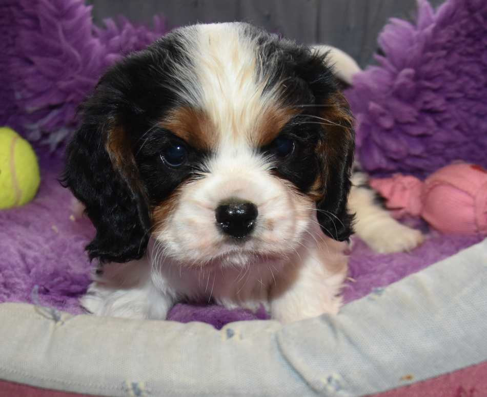 de la maison du ryez - Chiots disponibles - Cavalier King Charles Spaniel