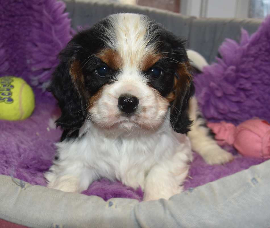 de la maison du ryez - Chiots disponibles - Cavalier King Charles Spaniel