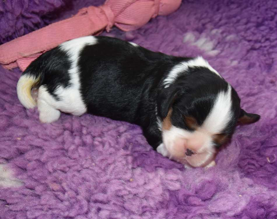 de la maison du ryez - Chiots disponibles - Cavalier King Charles Spaniel