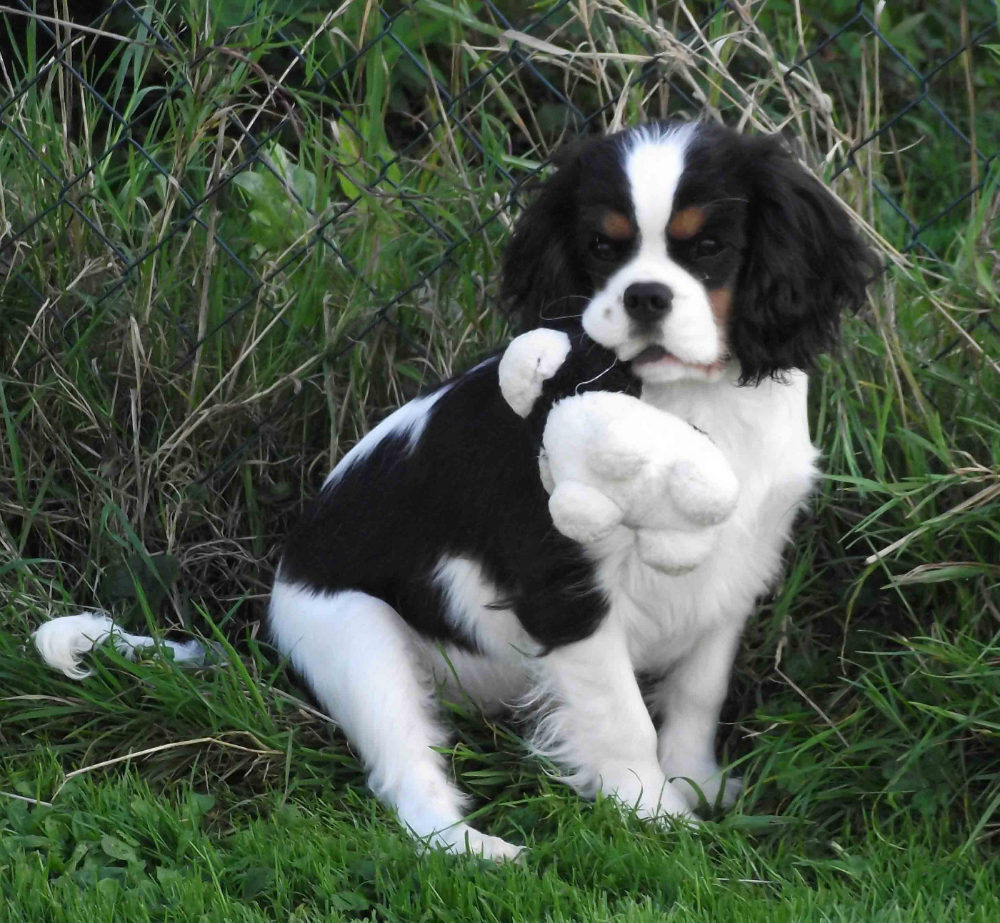 de la maison du ryez - Cavalier King Charles Spaniel - Portée née le 14/03/2026