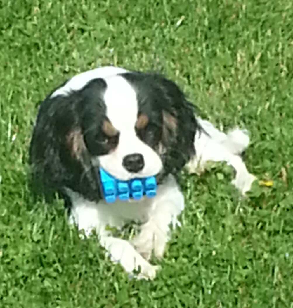 de la maison du ryez - Chiots disponibles - Cavalier King Charles Spaniel