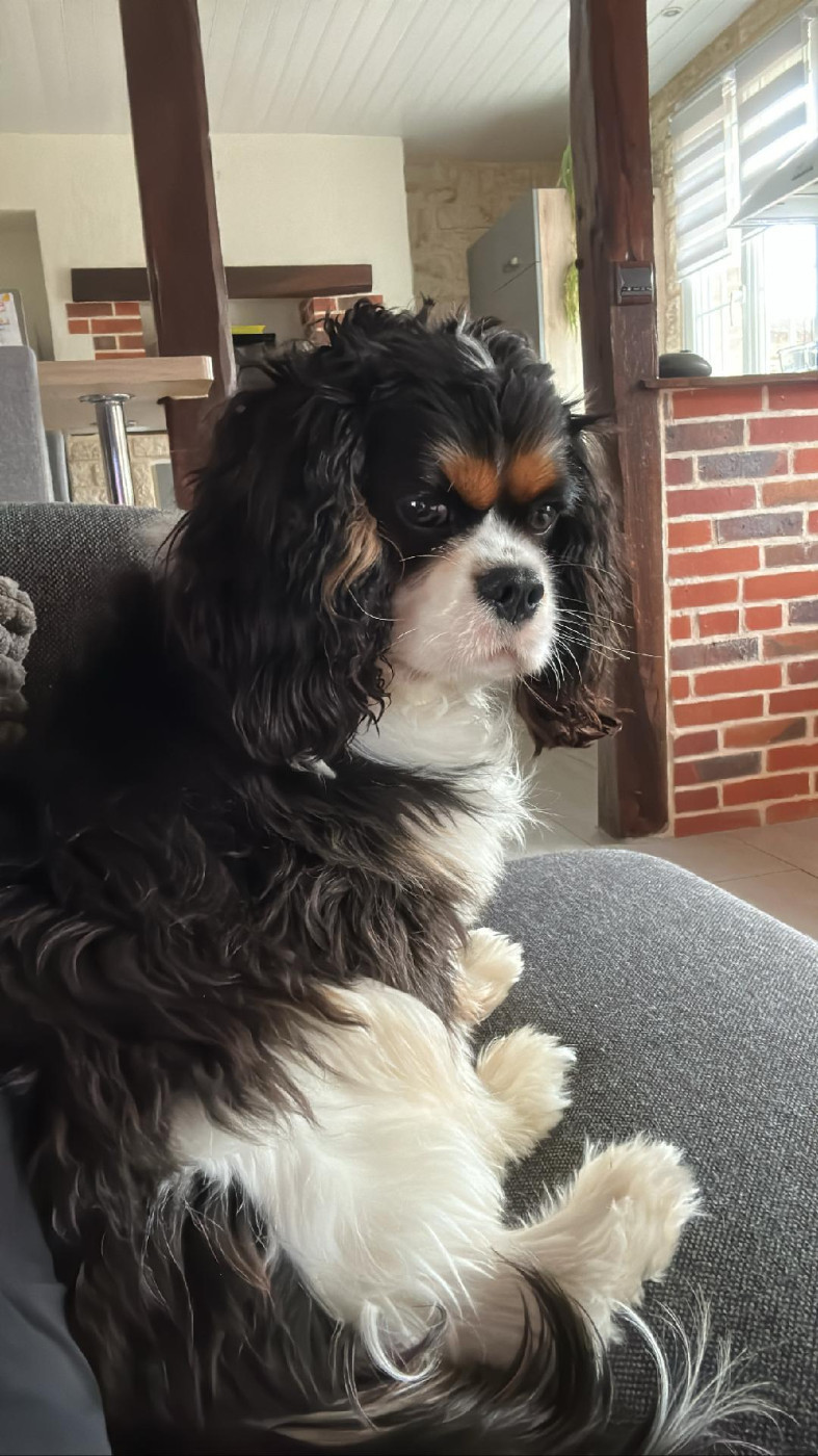 de la maison du ryez - Chiots disponibles - Cavalier King Charles Spaniel