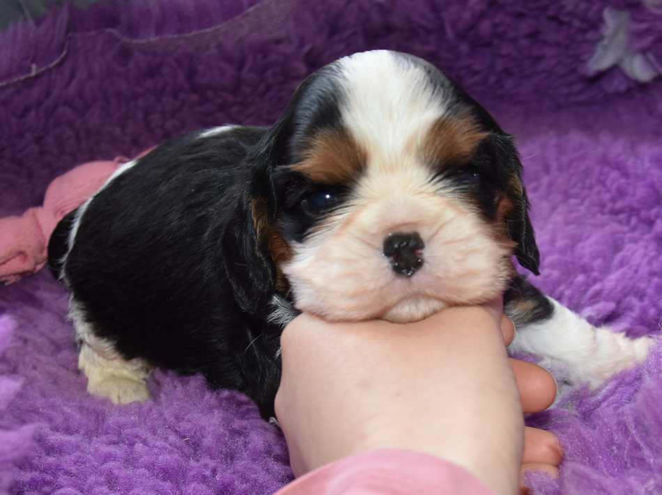de la maison du ryez - Chiots disponibles - Cavalier King Charles Spaniel