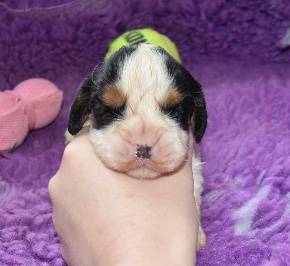 de la maison du ryez - Chiots disponibles - Cavalier King Charles Spaniel