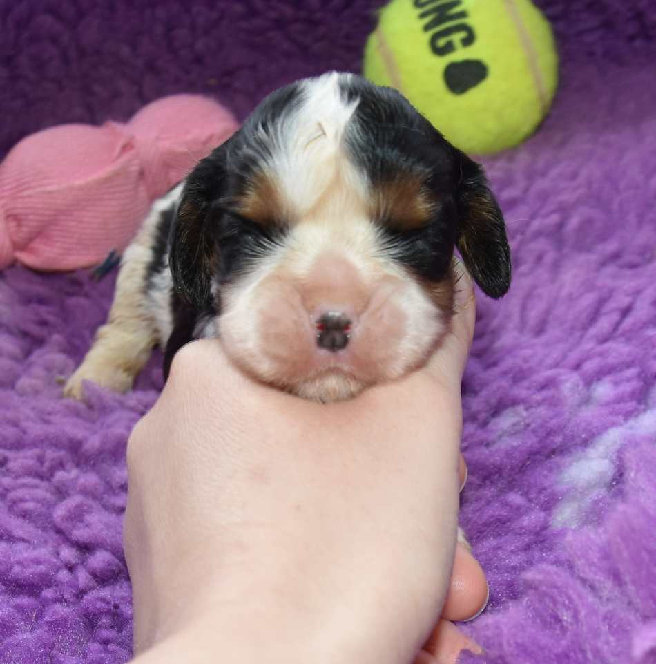 de la maison du ryez - Chiots disponibles - Cavalier King Charles Spaniel