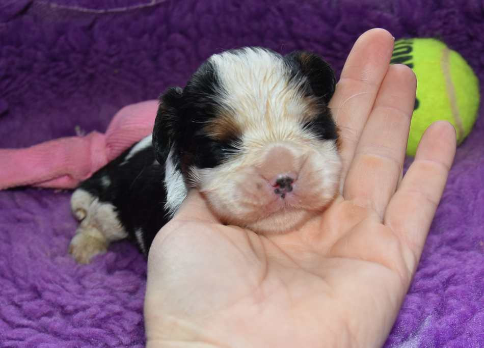 de la maison du ryez - Chiots disponibles - Cavalier King Charles Spaniel