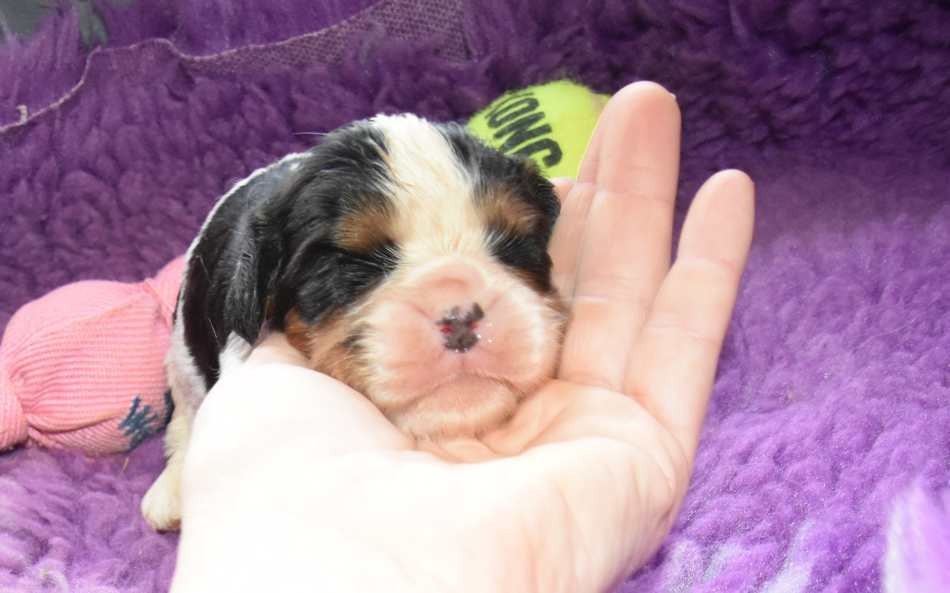 de la maison du ryez - Chiots disponibles - Cavalier King Charles Spaniel
