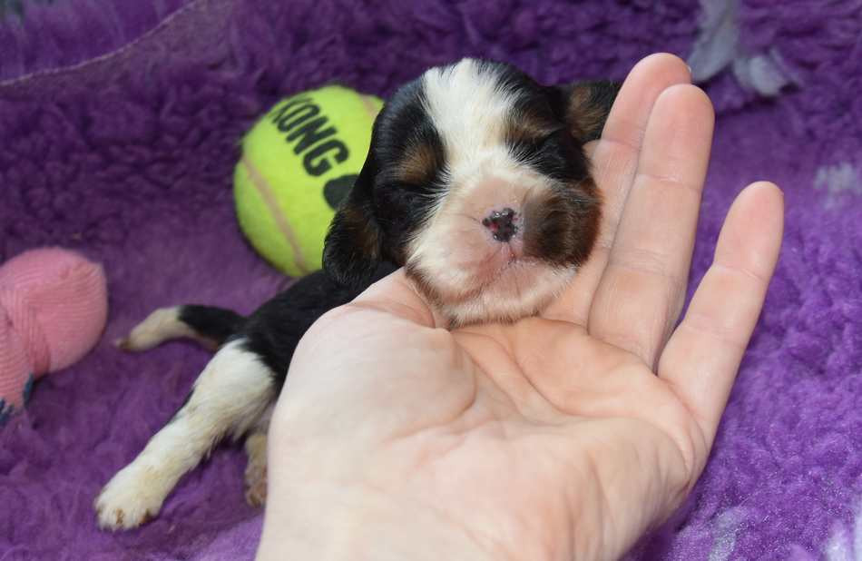 de la maison du ryez - Chiots disponibles - Cavalier King Charles Spaniel