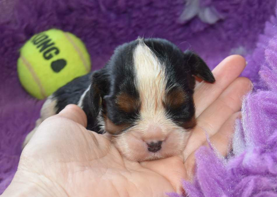 de la maison du ryez - Chiots disponibles - Cavalier King Charles Spaniel