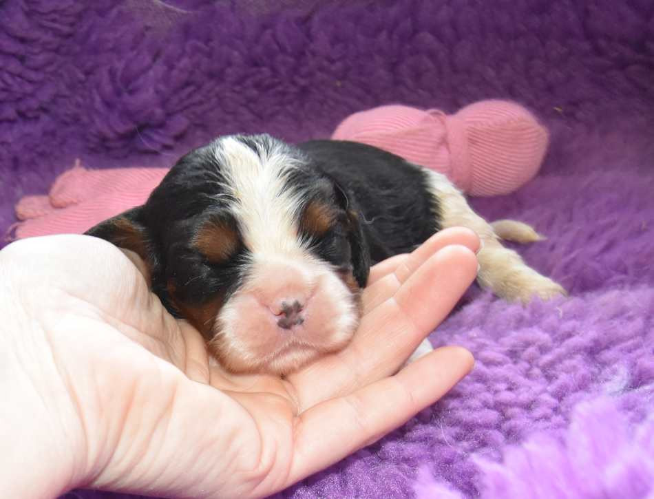 de la maison du ryez - Chiots disponibles - Cavalier King Charles Spaniel