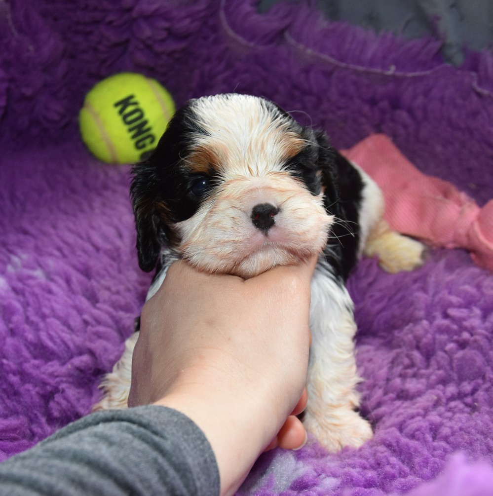 de la maison du ryez - Chiots disponibles - Cavalier King Charles Spaniel