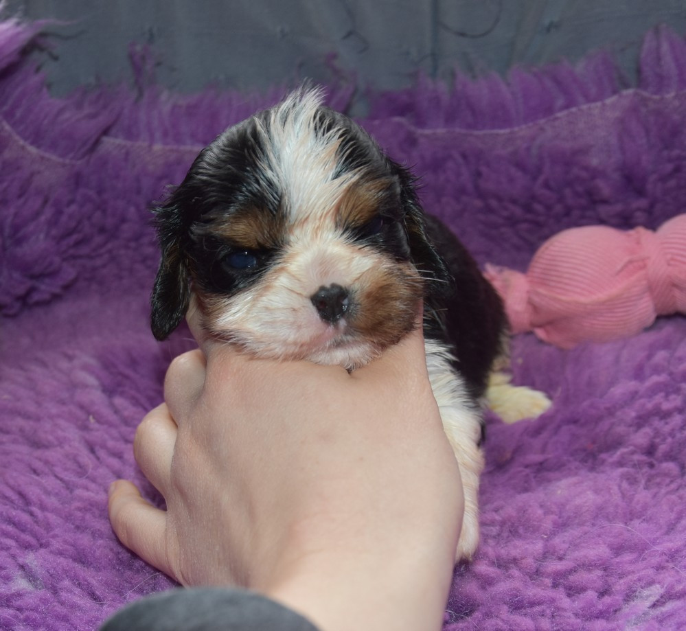 de la maison du ryez - Chiots disponibles - Cavalier King Charles Spaniel