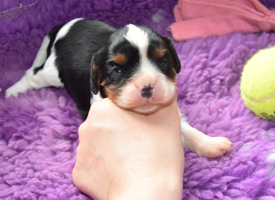 de la maison du ryez - Chiots disponibles - Cavalier King Charles Spaniel
