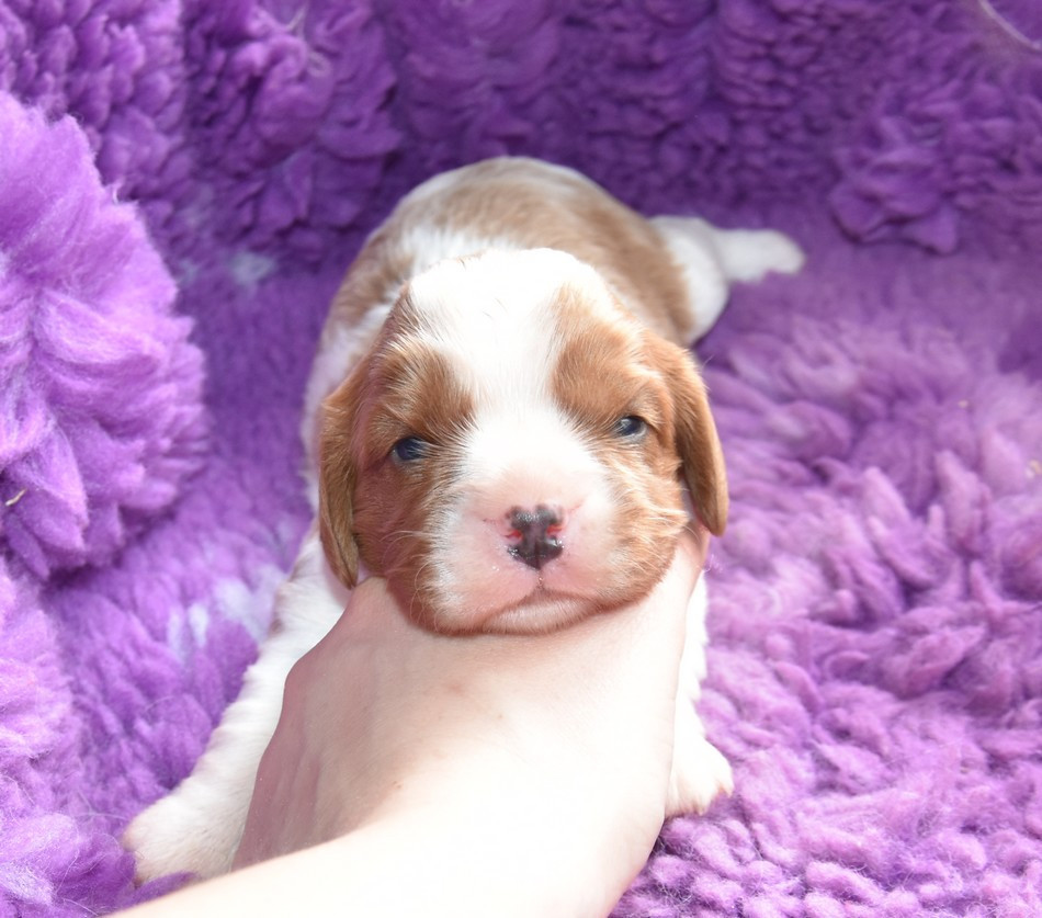 de la maison du ryez - Chiots disponibles - Cavalier King Charles Spaniel
