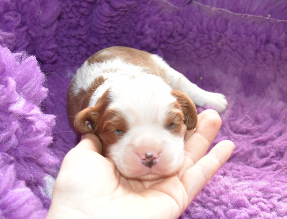 de la maison du ryez - Chiots disponibles - Cavalier King Charles Spaniel