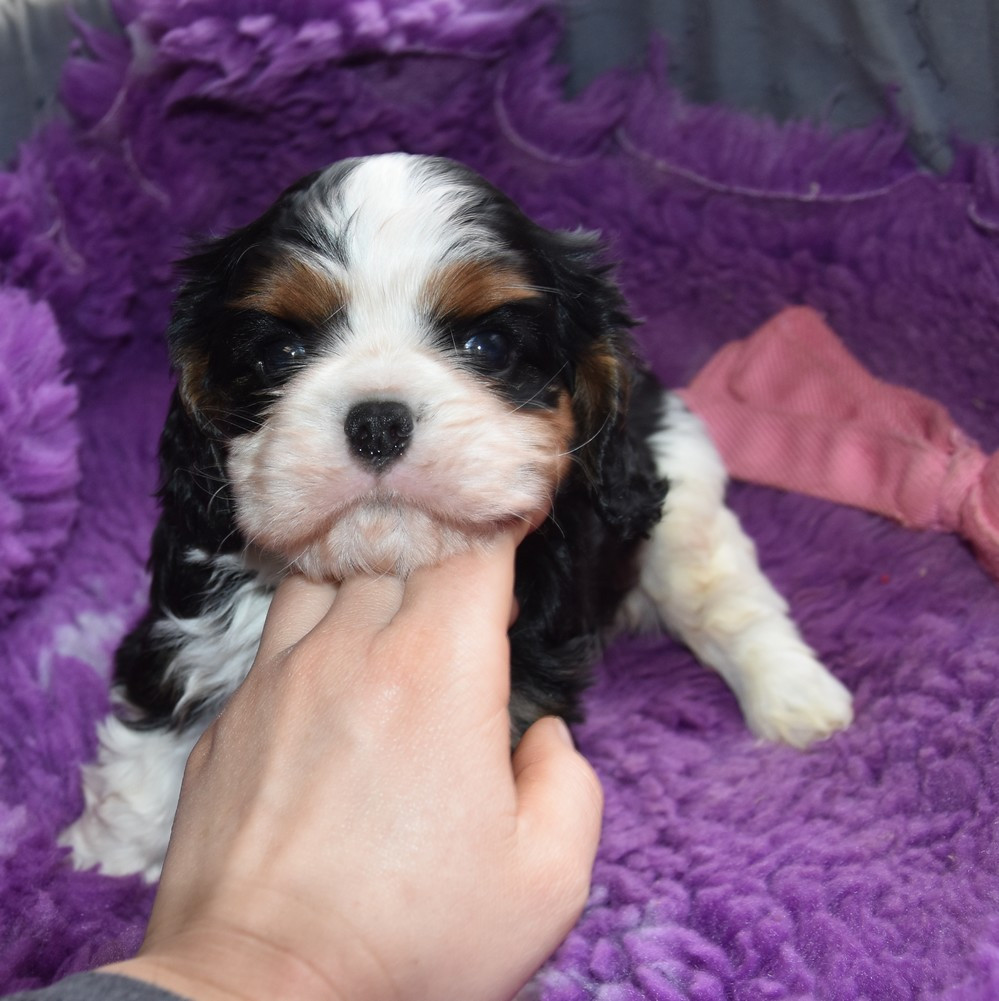 de la maison du ryez - Chiots disponibles - Cavalier King Charles Spaniel