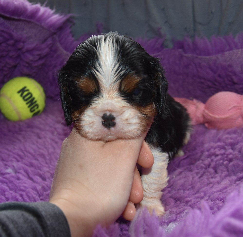 de la maison du ryez - Chiots disponibles - Cavalier King Charles Spaniel