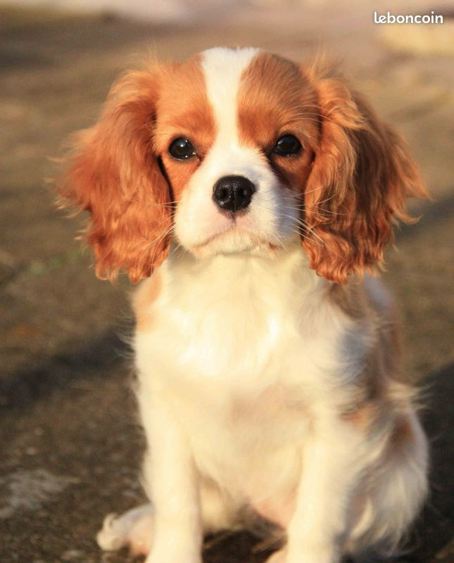 de la maison du ryez - Chiots disponibles - Cavalier King Charles Spaniel