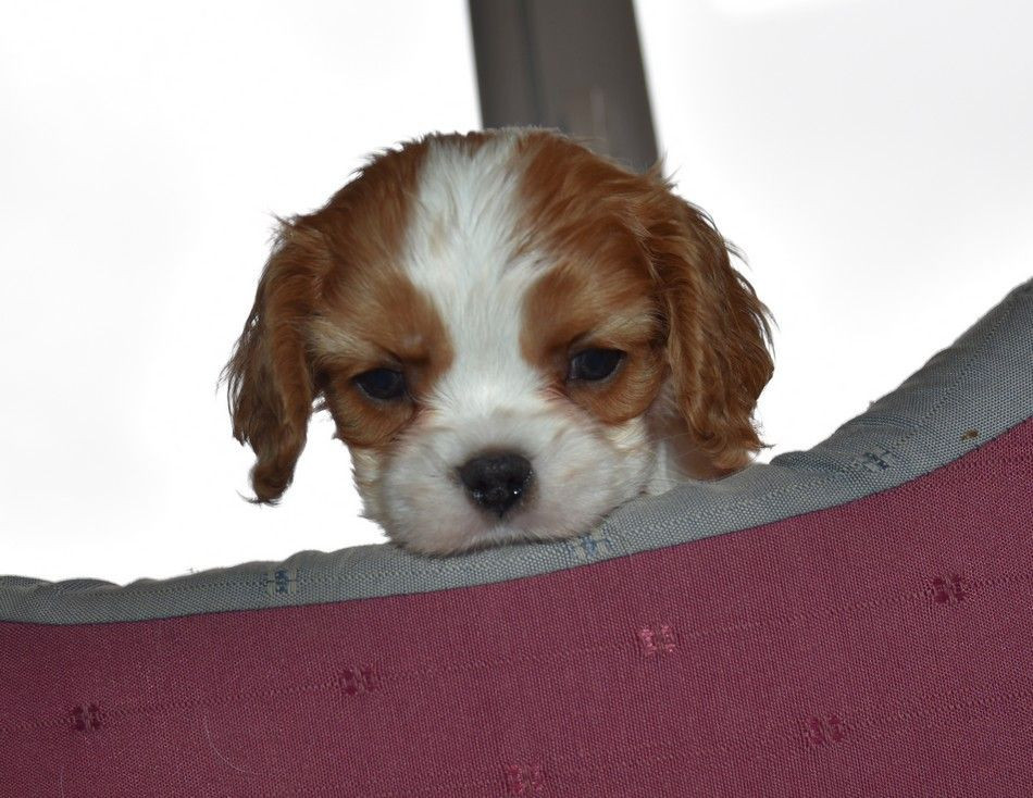 de la maison du ryez - Cavalier King Charles Spaniel - Portée née le 23/04/2026