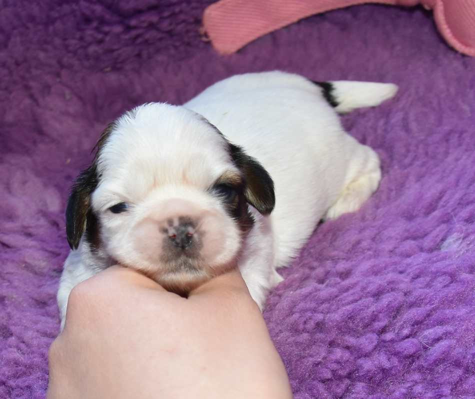 de la maison du ryez - Chiots disponibles - Shih Tzu