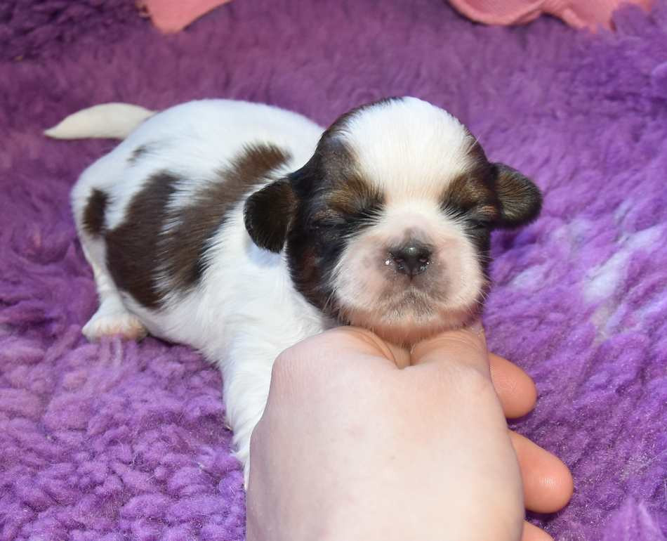 de la maison du ryez - Chiots disponibles - Shih Tzu