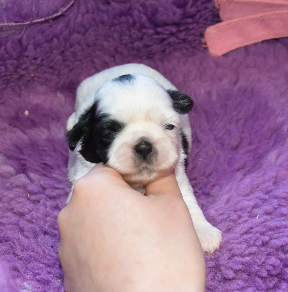 de la maison du ryez - Chiots disponibles - Shih Tzu