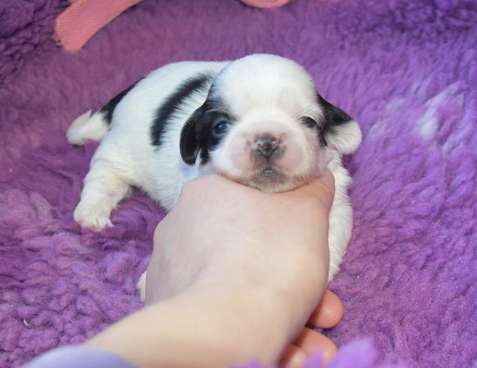 de la maison du ryez - Chiots disponibles - Shih Tzu