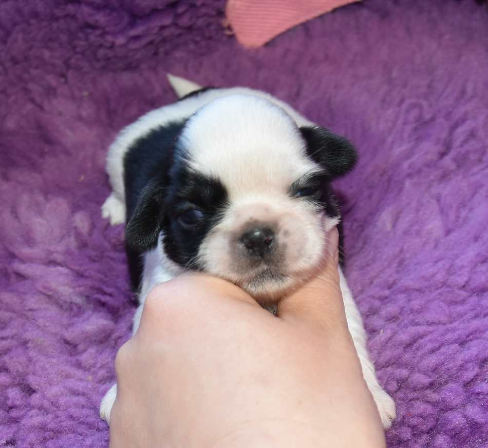 de la maison du ryez - Chiots disponibles - Shih Tzu