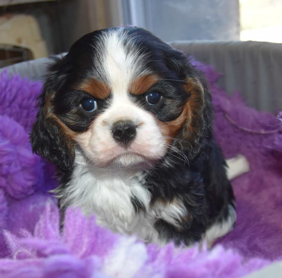 de la maison du ryez - Chiots disponibles - Cavalier King Charles Spaniel
