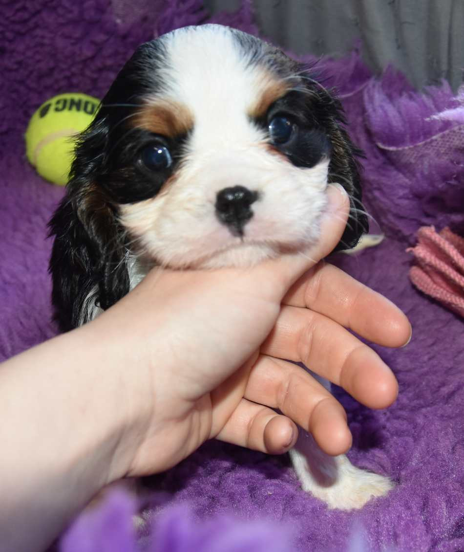 de la maison du ryez - Chiots disponibles - Cavalier King Charles Spaniel