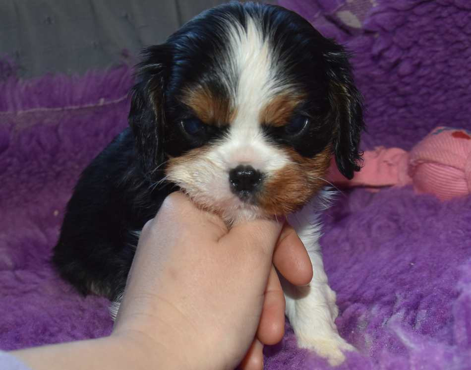 de la maison du ryez - Chiots disponibles - Cavalier King Charles Spaniel