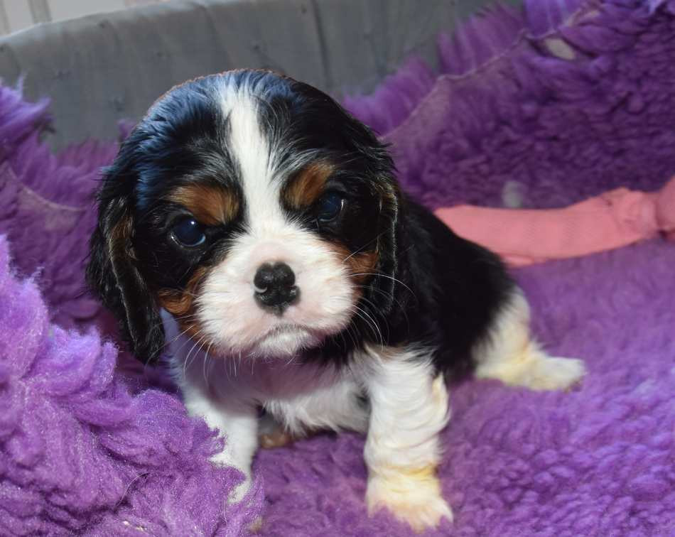 de la maison du ryez - Chiots disponibles - Cavalier King Charles Spaniel