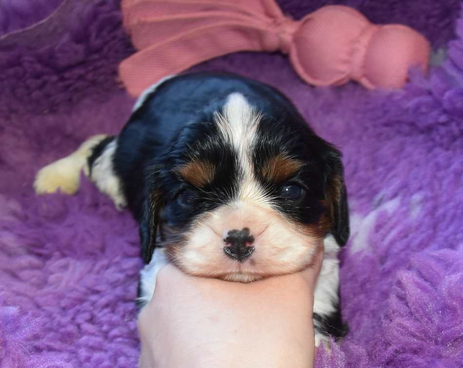 de la maison du ryez - Chiots disponibles - Cavalier King Charles Spaniel