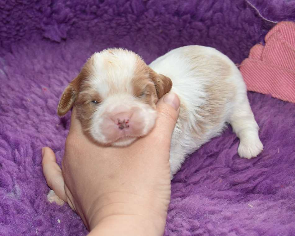 de la maison du ryez - Chiots disponibles - Cavalier King Charles Spaniel