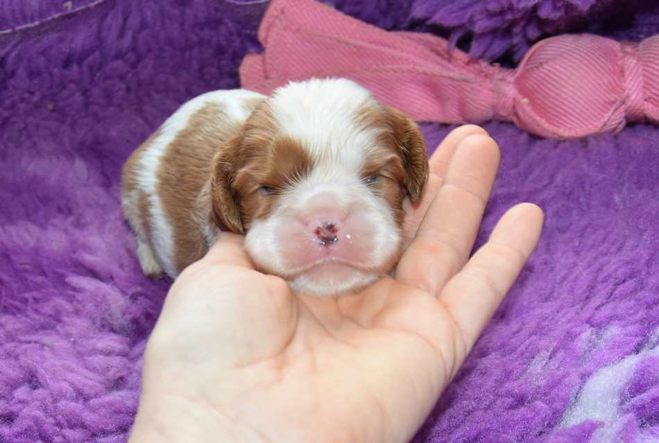 de la maison du ryez - Chiots disponibles - Cavalier King Charles Spaniel