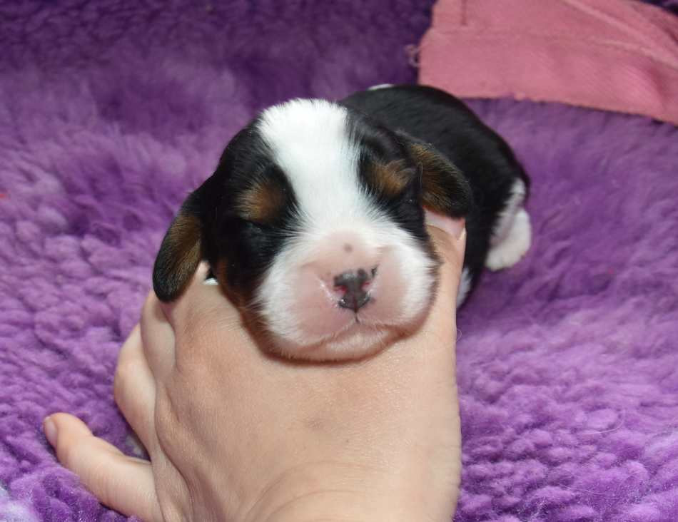 de la maison du ryez - Chiots disponibles - Cavalier King Charles Spaniel