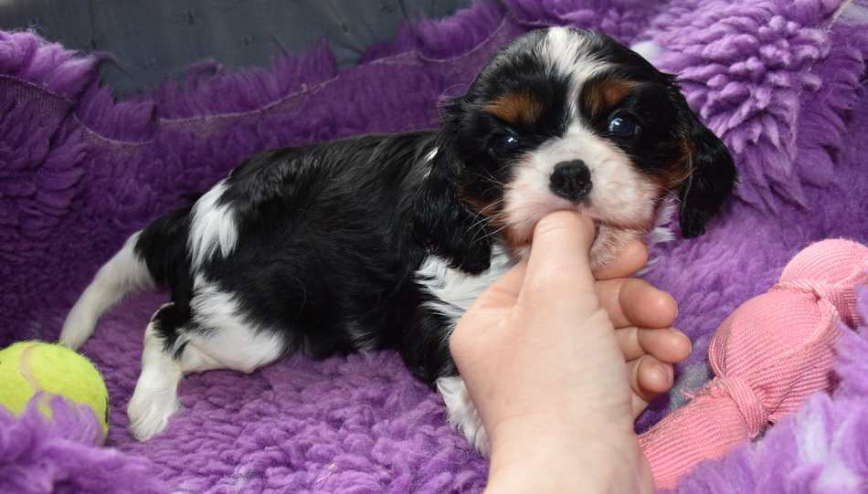 de la maison du ryez - Chiots disponibles - Cavalier King Charles Spaniel