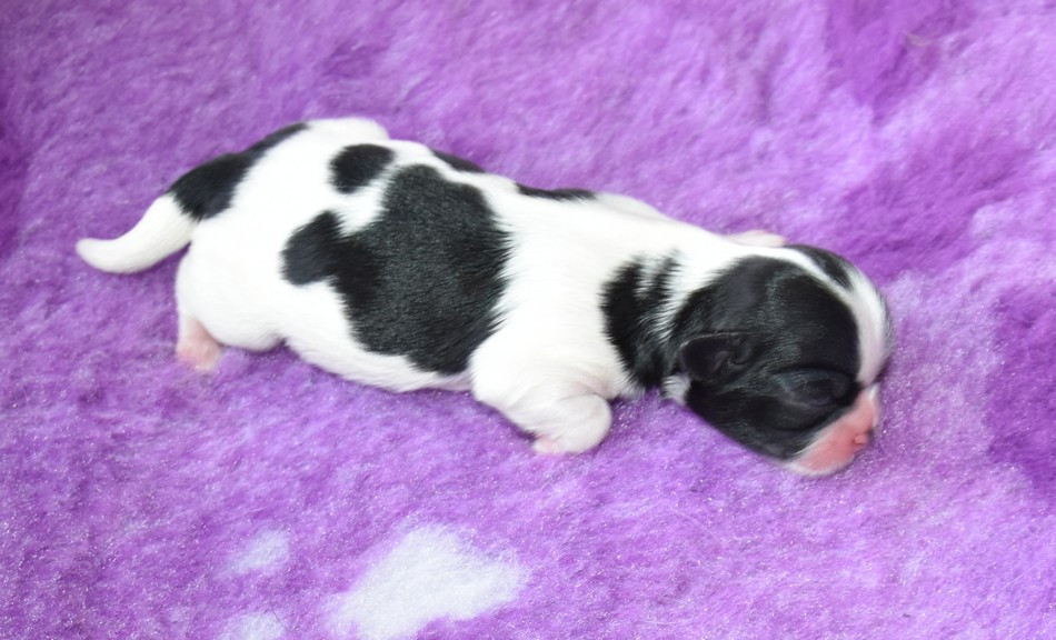 de la maison du ryez - Chiots disponibles - Shih Tzu