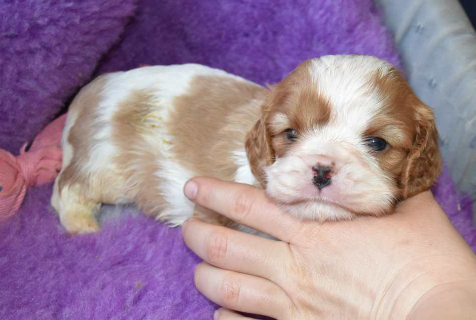 de la maison du ryez - Chiots disponibles - Cavalier King Charles Spaniel