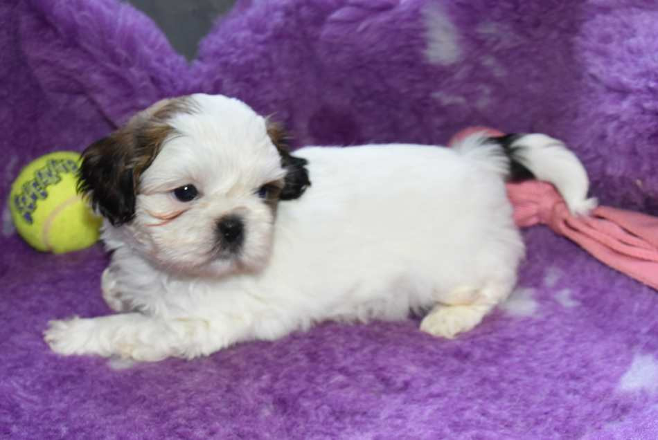 de la maison du ryez - Chiots disponibles - Shih Tzu