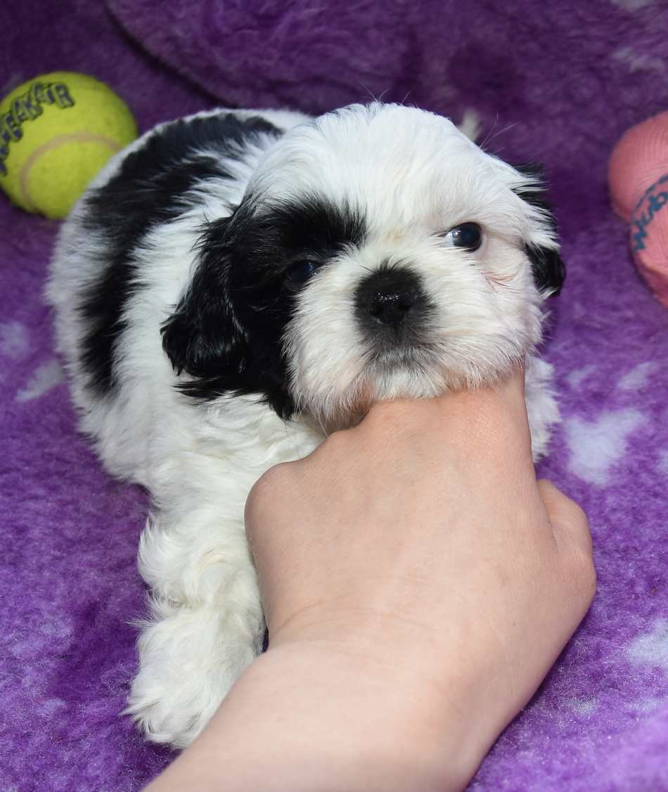 de la maison du ryez - Chiots disponibles - Shih Tzu