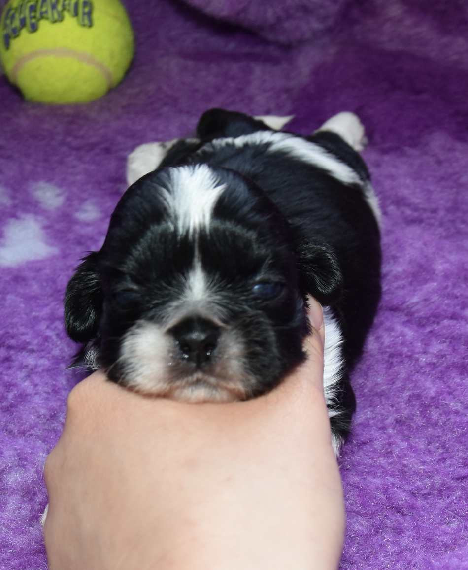 de la maison du ryez - Chiots disponibles - Shih Tzu