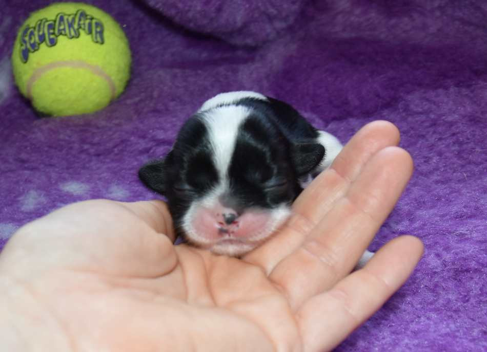 de la maison du ryez - Chiots disponibles - Shih Tzu