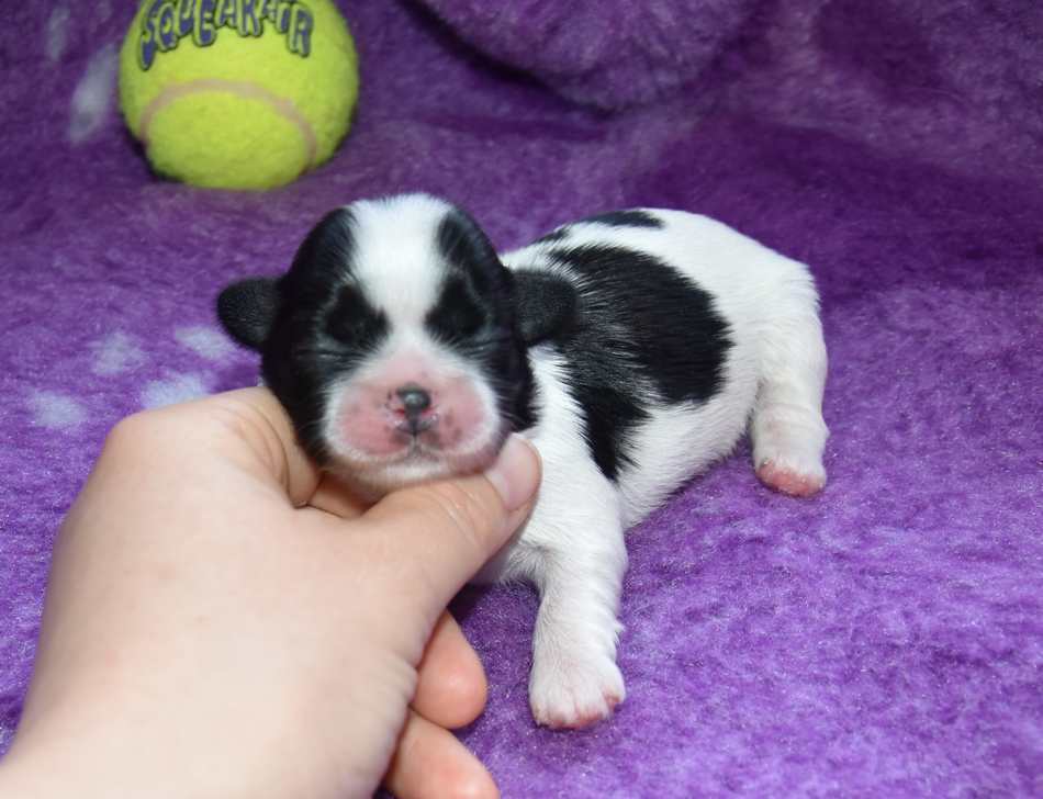 de la maison du ryez - Chiots disponibles - Shih Tzu