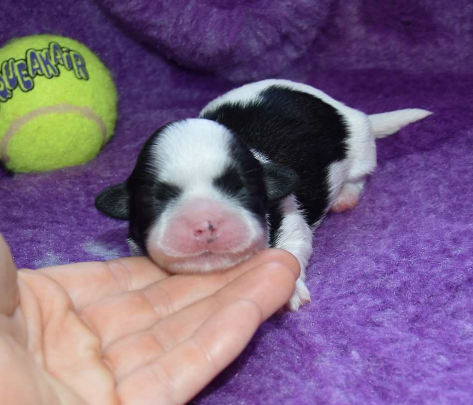 de la maison du ryez - Chiots disponibles - Shih Tzu