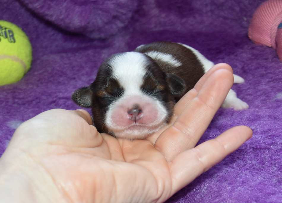 de la maison du ryez - Chiots disponibles - Shih Tzu