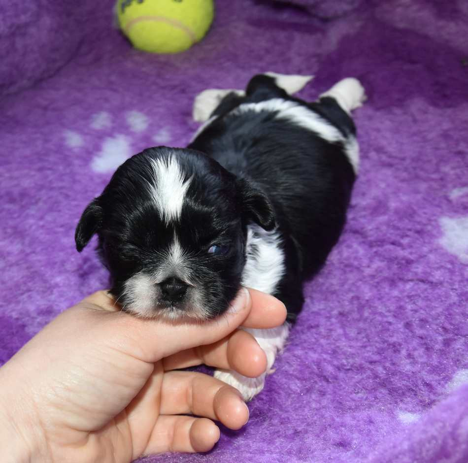 de la maison du ryez - Chiots disponibles - Shih Tzu