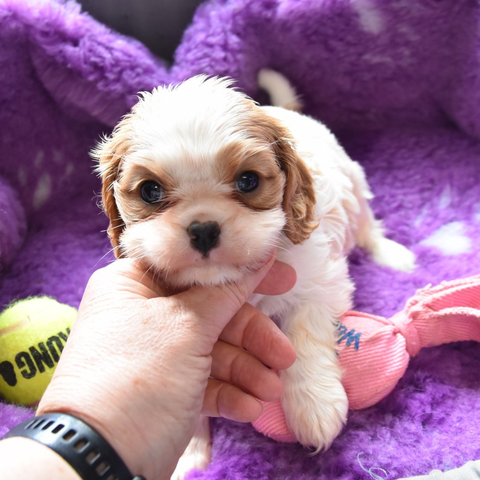 de la maison du ryez - Chiots disponibles - Cavalier King Charles Spaniel