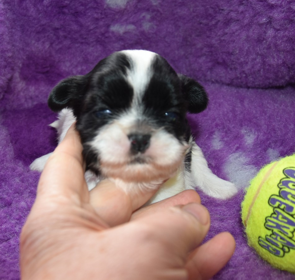 de la maison du ryez - Chiots disponibles - Shih Tzu