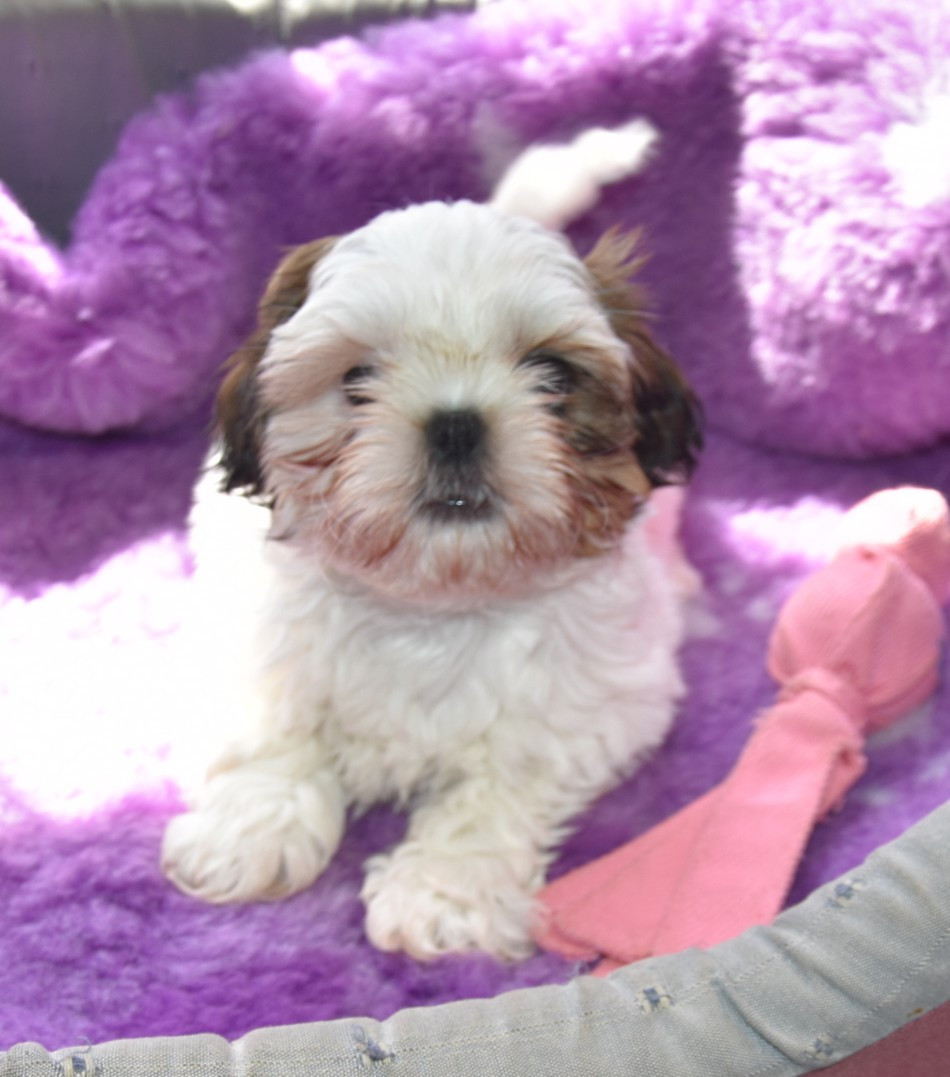 de la maison du ryez - Chiots disponibles - Shih Tzu